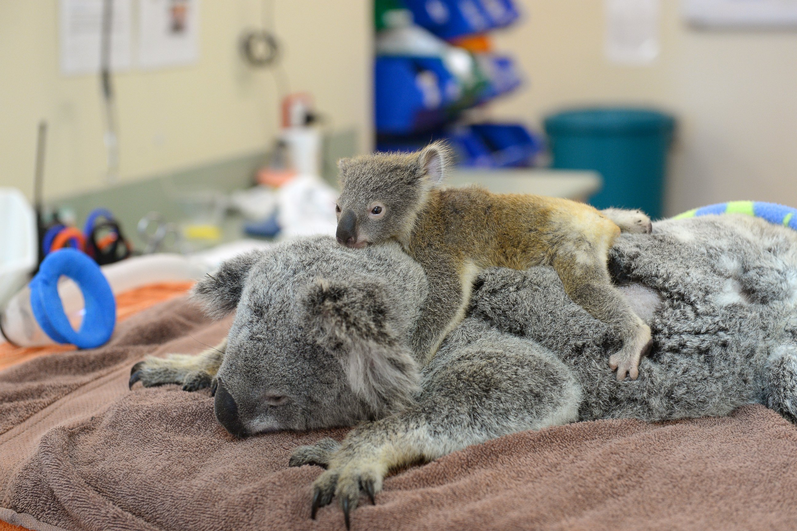 PHOTO: Phantom the koala joey cuddles his mom Lizzy during her recent treatment at the Australia Zoo Wildlife Hospital.