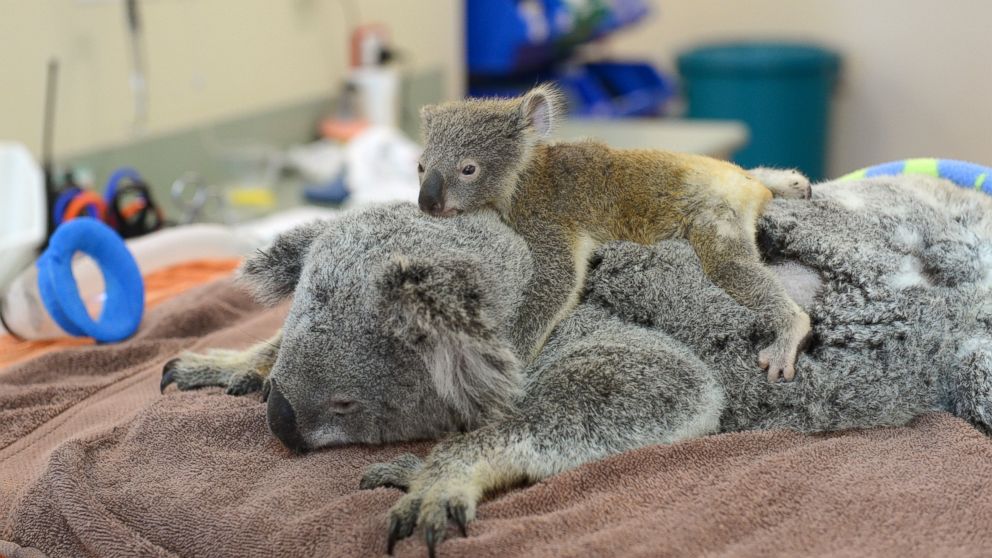 baby koalas cuddling