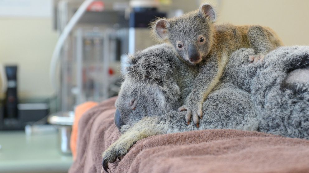 Phantom the koala joey cuddles his mom Lizzy during her recent treatment at the Australia Zoo Wildlife Hospital.