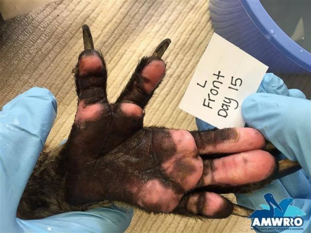 PHOTO:  The paws of Jeremy the koala are pictured here post-recovery after being burned in a bush fire.