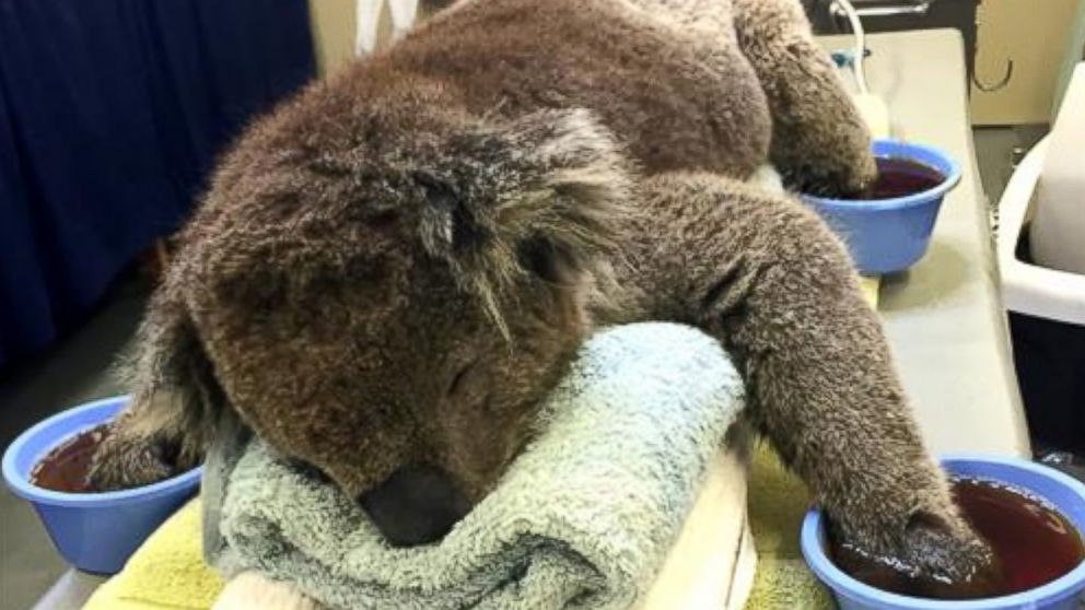 Jeremy the koala, pictured here, received burn treatment for his paws under the Australian Marine Wildlife Research and Rescue Organisation.
