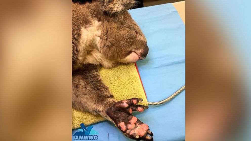 PHOTO: Jeremy the koala, pictured here, received burn treatment for his paws under the Australian Marine Wildlife Research and Rescue Organisation.