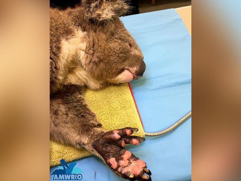 PHOTO: Jeremy the koala, pictured here, received burn treatment for his paws under the Australian Marine Wildlife Research and Rescue Organisation.