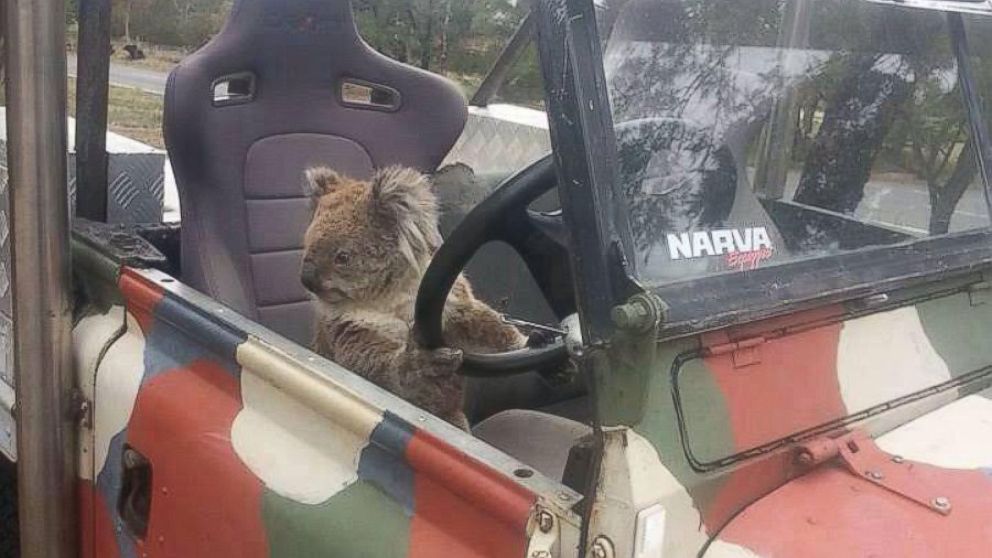 VIDEO: A curious koala in rural Australia climbed behind the wheel of the Box family's parked SUV.