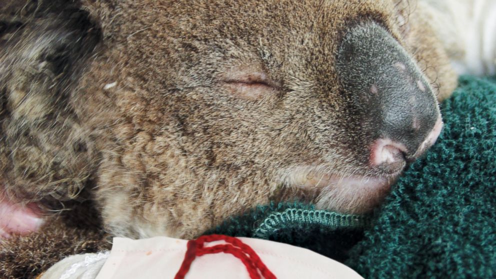 PHOTO: A koala received burn pads for its paws after getting caught in a brush fire in the Australian Outback.