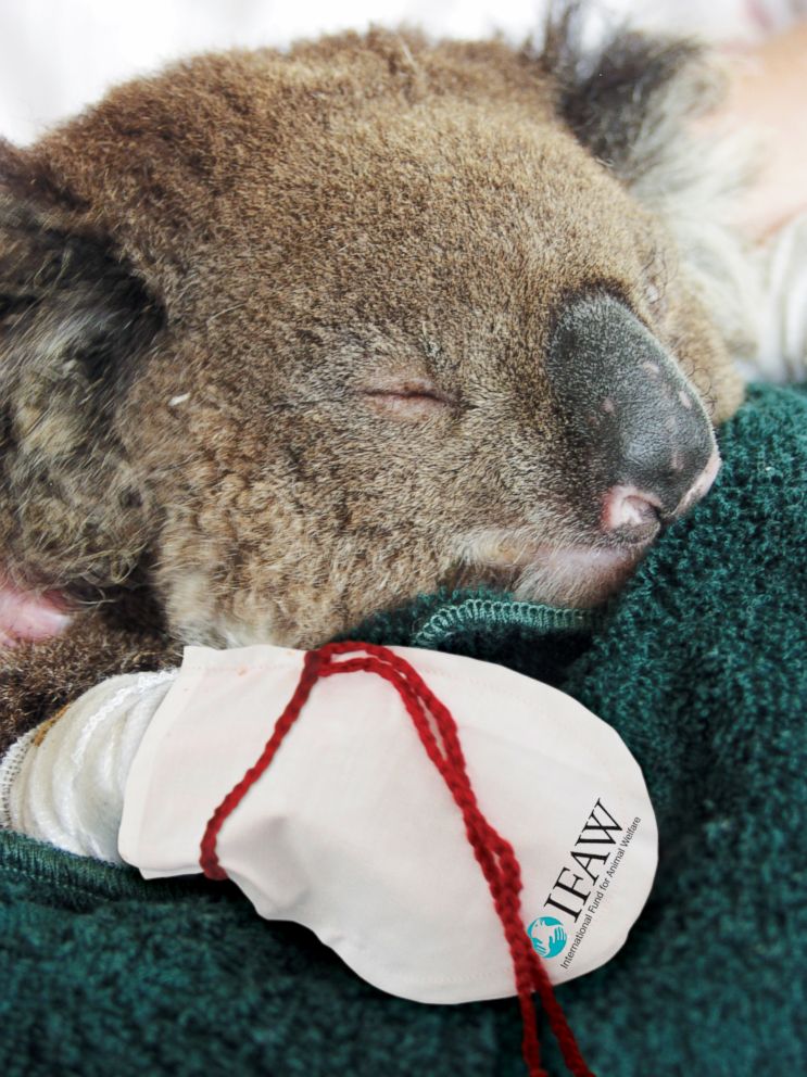 PHOTO: A koala received burn pads for its paws after getting caught in a brush fire in the Australian Outback.