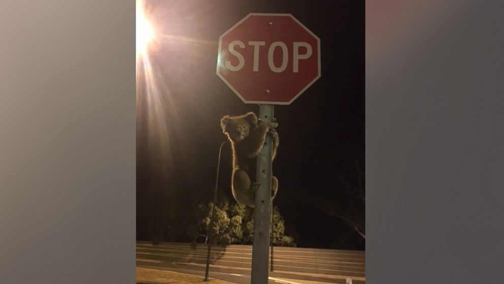 SA Police posted this photo to Twitter on Jan. 6, 2016 with the caption: "Overnight 're-pawts' of traffic control koala on SE F/Way at Glen Osmond true!"