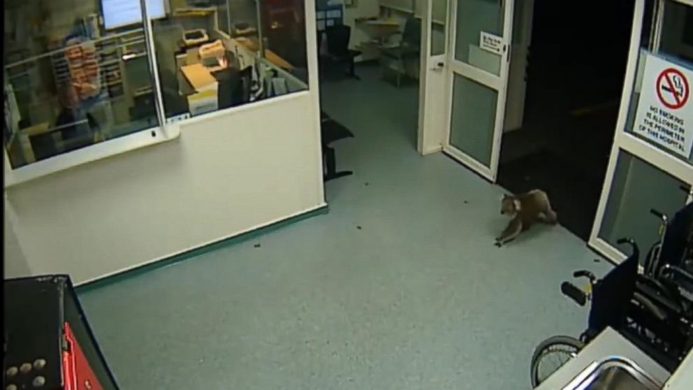 VIDEO: The curious marsupial doesn't stay long after entering an Australian hospital's emergency department.