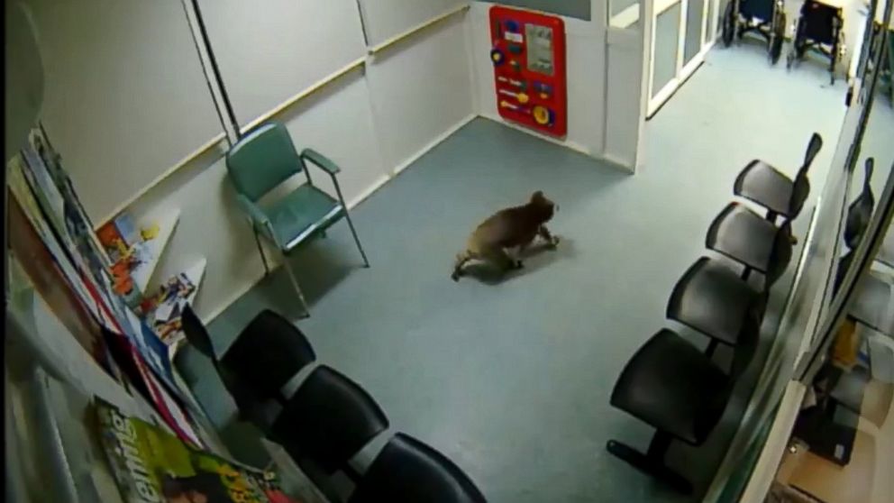 PHOTO: A koala wandered into an Australian hospital waiting room.