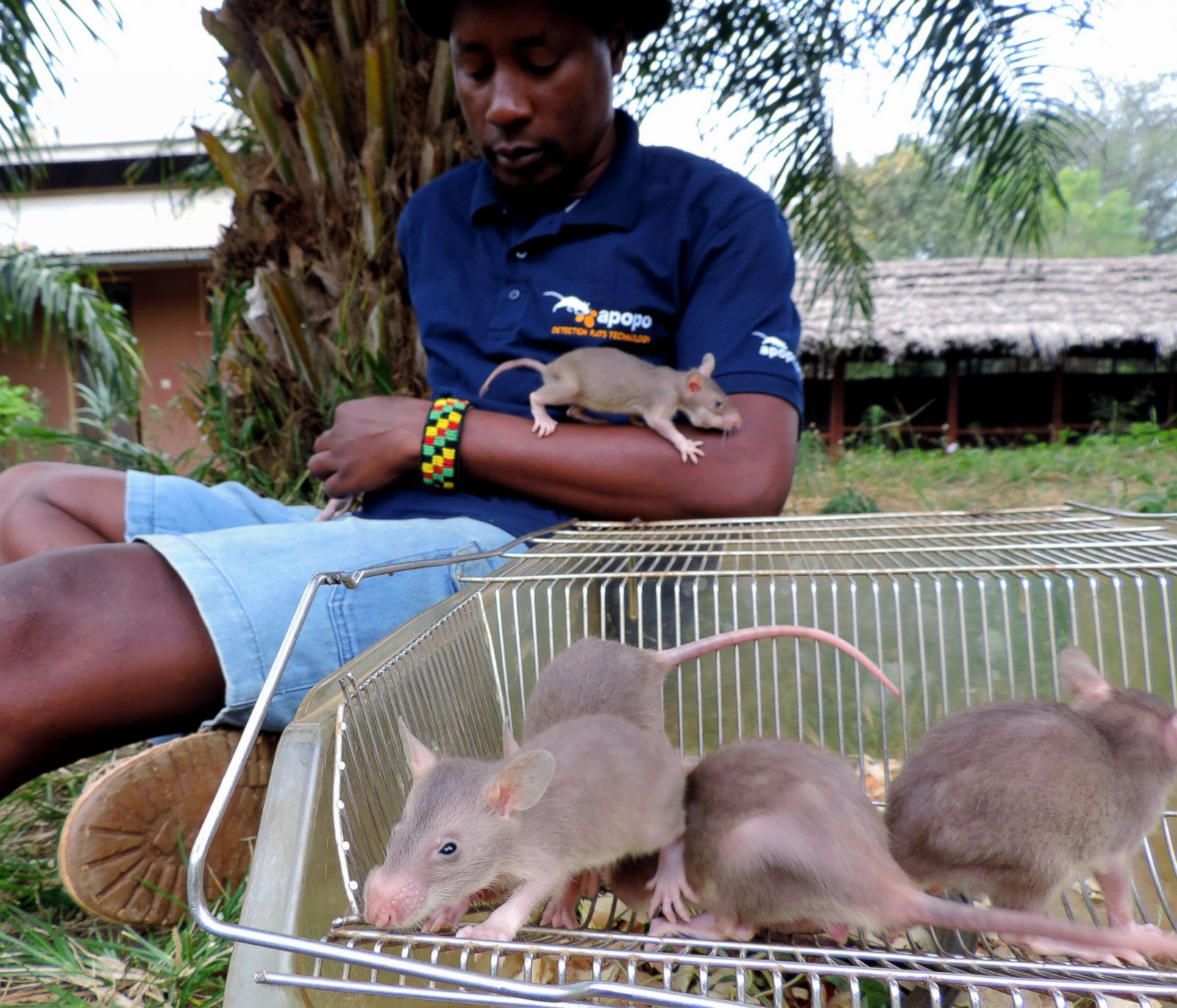 Cricetomys gambianus. Гамбийская сумчатая крыса. Гигантская Африканская крыса Гамби. Африканская хомяковая крыса.