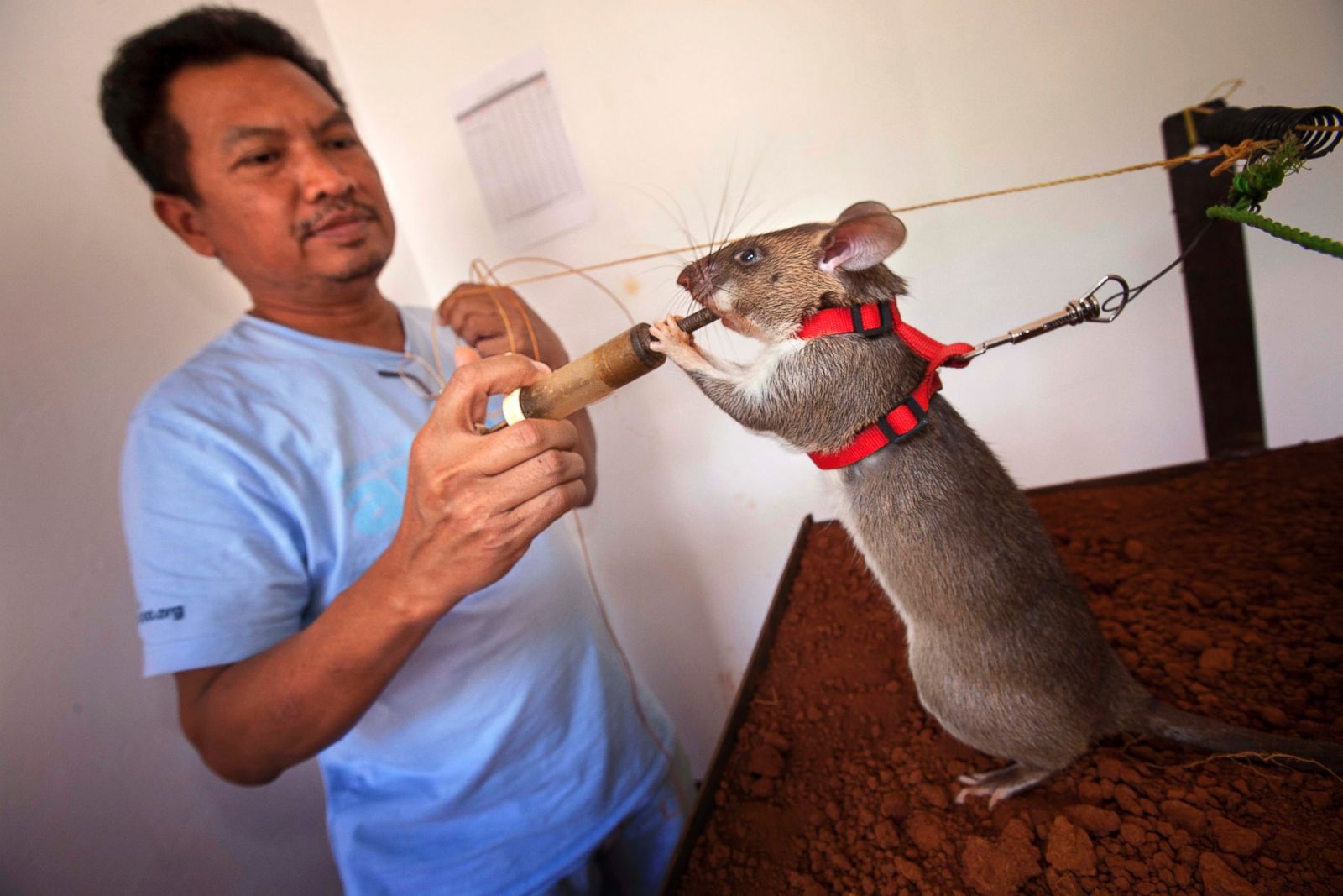 Gambian pouched sale rat for sale