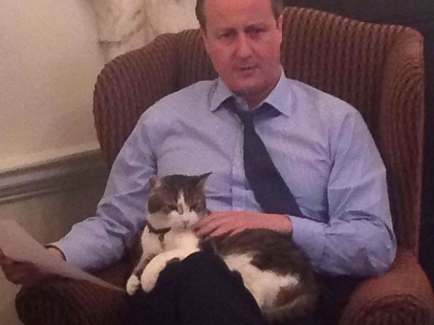 David Cameron Loves Larry The Cat At Downing Street But Can T Take Him Abc News