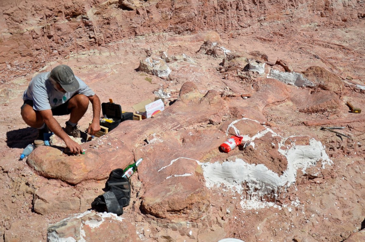PHOTO: Researchers with the Museum of Palaeontology Egidio Feruglio found fossils of a dinosaur they believe was the largest creature to have ever walked the earth.