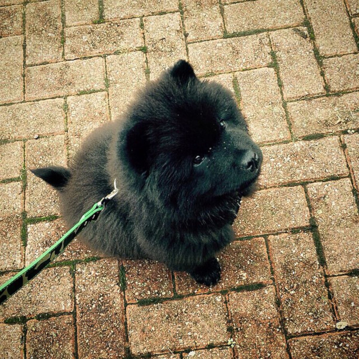 PHOTO: Misiu Green, 3-month-old Chow Chow puppy, is seen in this photo posted to Instagram on Oct. 20, 2014 with the caption, "What time is it..."