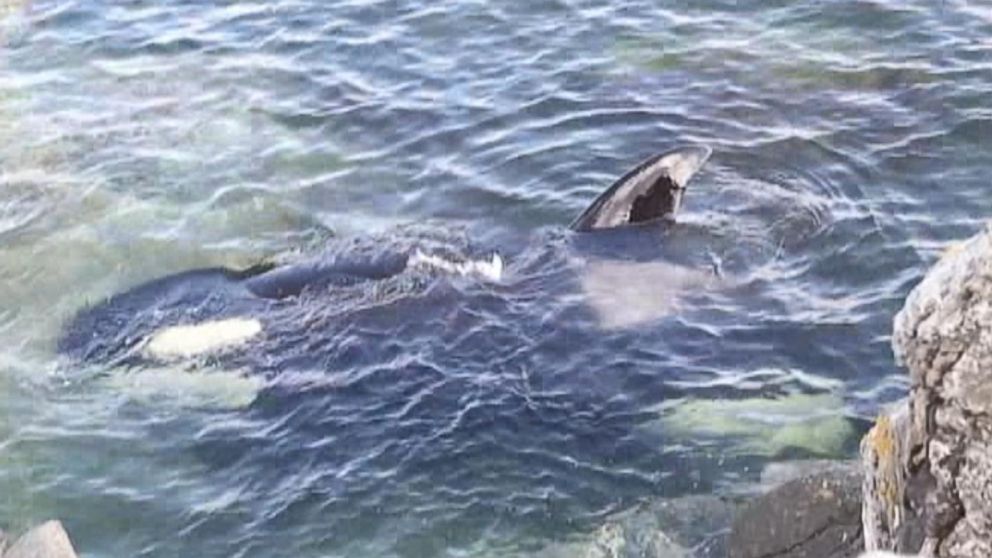 PHOTO: An orca whale was stranded in British Columbia for six hours on rocks before it could be saved as a tide came in. 