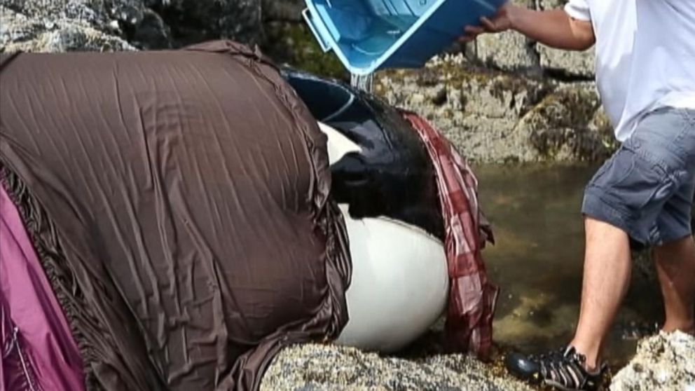 PHOTO: An orca whale was stranded in British Columbia for six hours on rocks before it could be saved as a tide came in. 