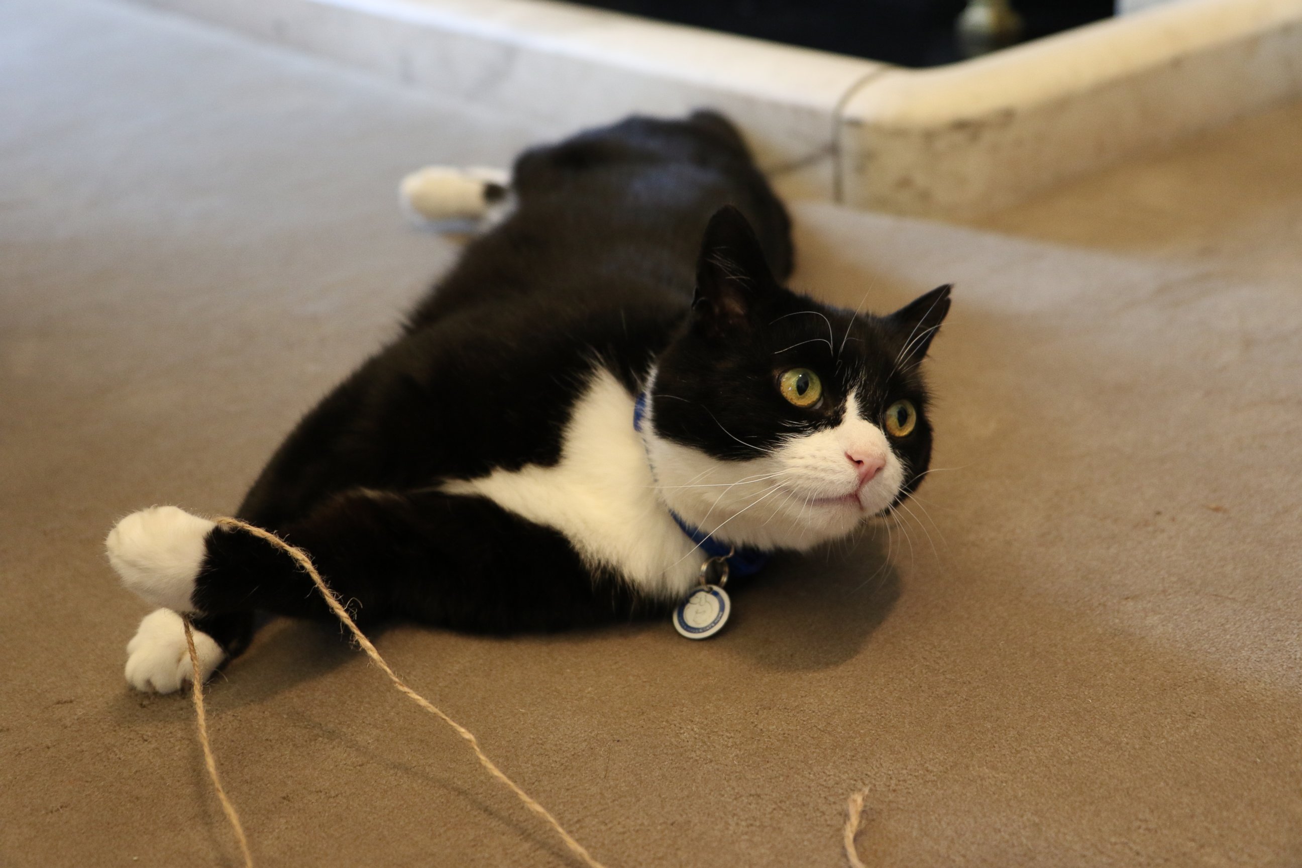 PHOTO: A rescued stray cat named Palmerston was adopted and named "Chief Mouser" of the UK government's Foreign and Commonwealth Office on April 13, 2016. 