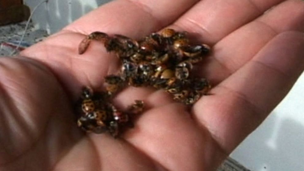 PHOTO: Townspeople in Western Romania are in distress over the invasion of lady bugs that have swarmed their homes and streets.