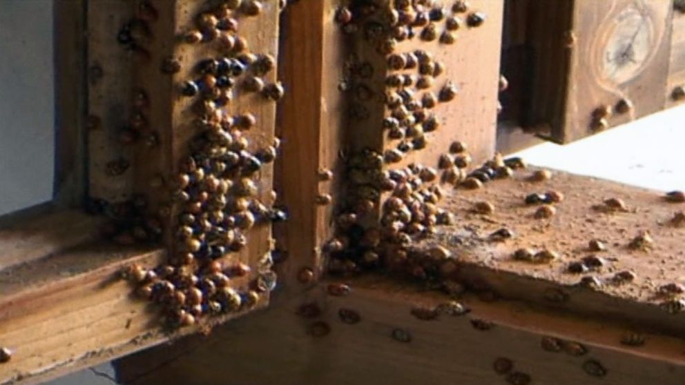 These Swarming Lady Bugs Take Over Towns to Residents' Dismay - ABC News