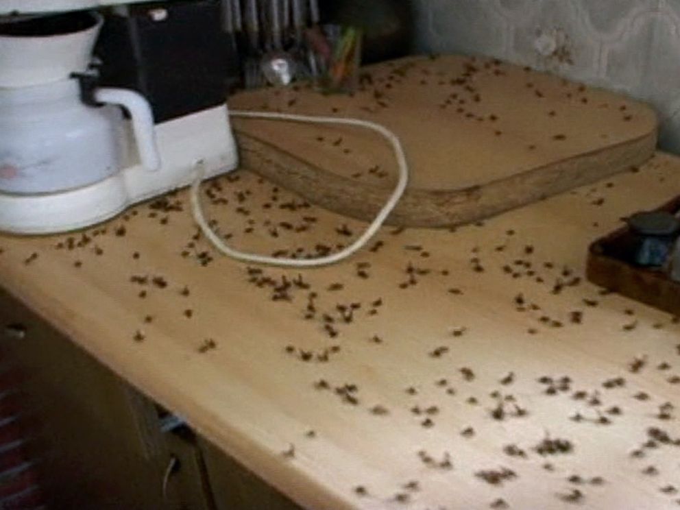 These Swarming Lady Bugs Take Over Towns to Residents' Dismay - ABC News