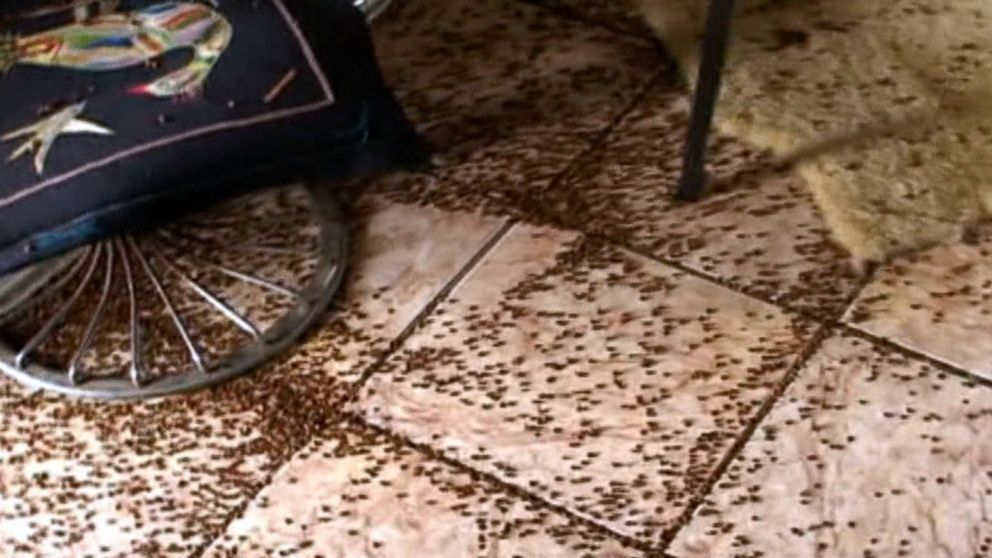 PHOTO: Townspeople in Western Romania are in distress over the invasion of lady bugs that have swarmed their homes and streets.