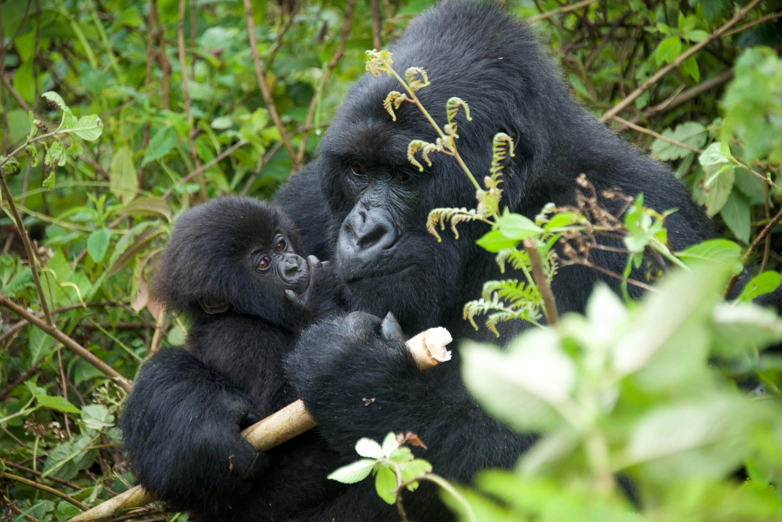 PHOTO: Ikirezi's baby gorilla is pictured. Rwanda named 24 new baby gorillas during the 11th Annual Gorilla Naming Ceremony, Kwita Izina, at the foothills of the Virunga Mountains.