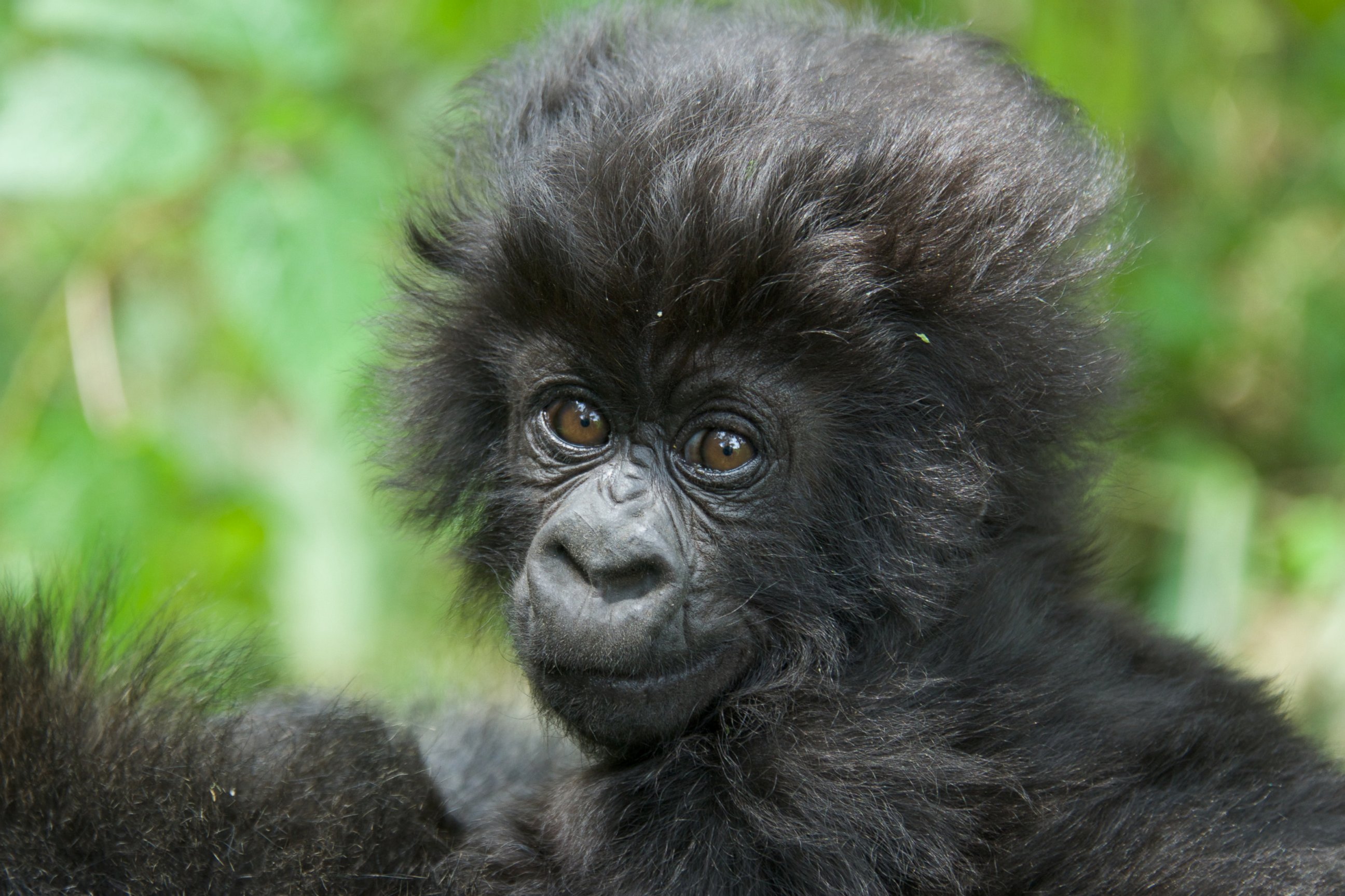 PHOTO: Mahane's baby gorilla is pictured. Rwanda named 24 new baby gorillas during the 11th Annual Gorilla Naming Ceremony, Kwita Izina, at the foothills of the Virunga Mountains.