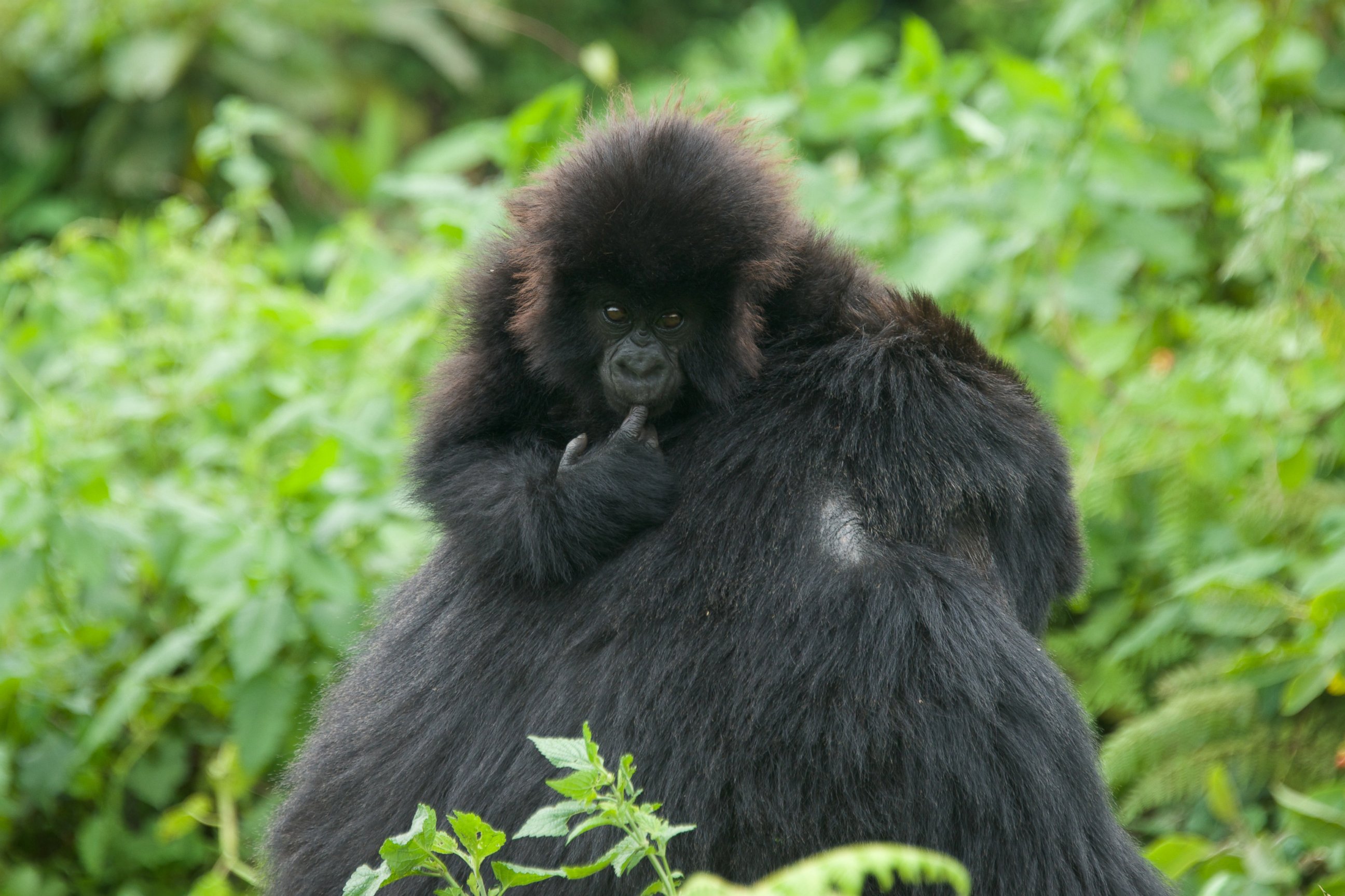 PHOTO: Mbere's baby gorilla is pictured. Rwanda named 24 new baby gorillas during the 11th Annual Gorilla Naming Ceremony, Kwita Izina, at the foothills of the Virunga Mountains.