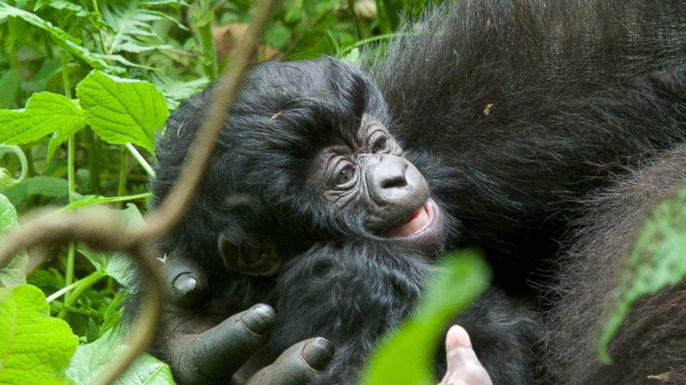 Umurimos's baby gorilla is pictured. Rwanda named 24 new baby gorillas during the 11th Annual Gorilla Naming Ceremony, Kwita Izina, at the foothills of the Virunga Mountains. 