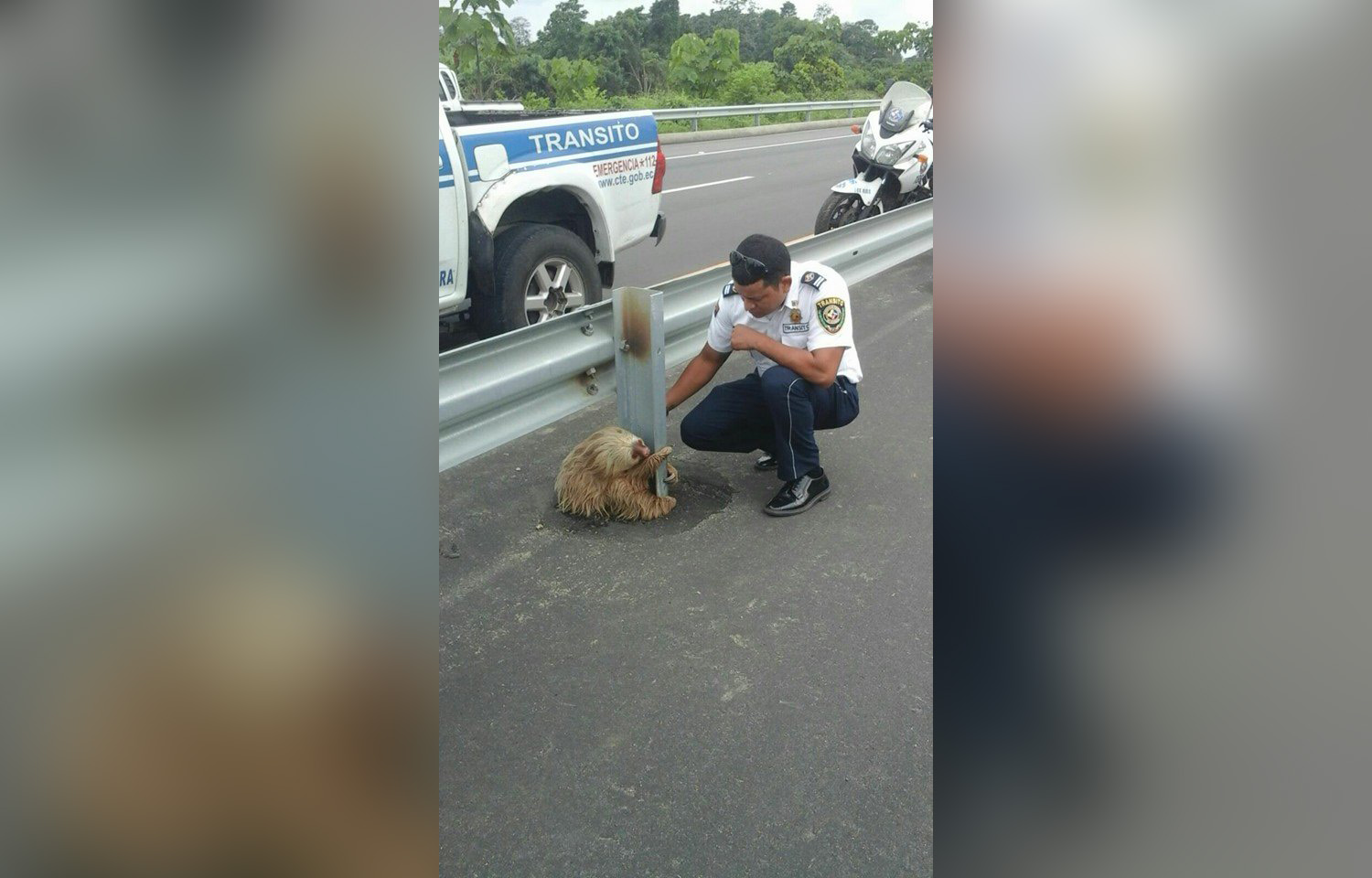 PHOTO: Transportation officers in Los Rios, Ecuador rescued a sloth, Jan. 22, 2015.