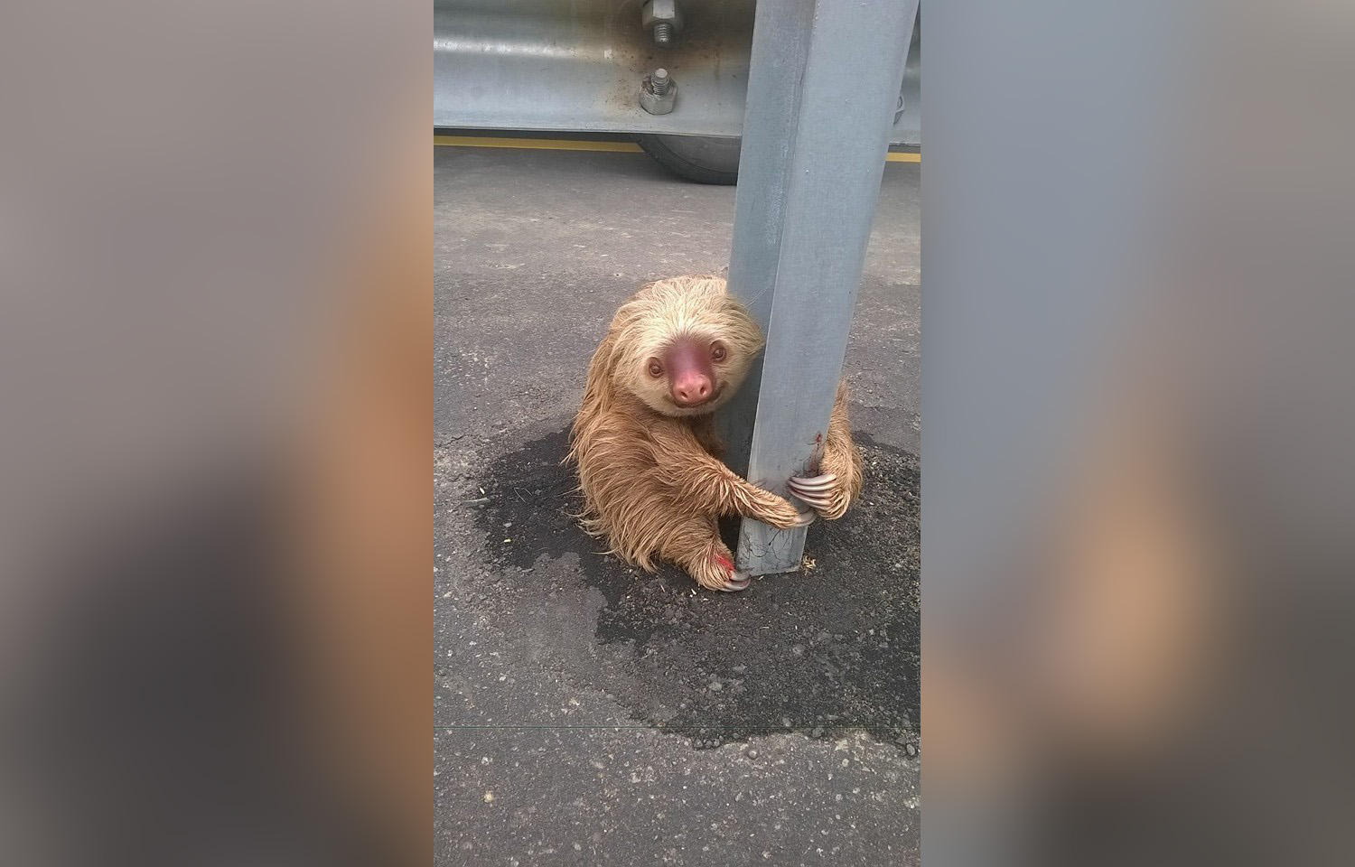 PHOTO: Transportation officers in Los Rios, Ecuador rescued a sloth, Jan. 22, 2015.