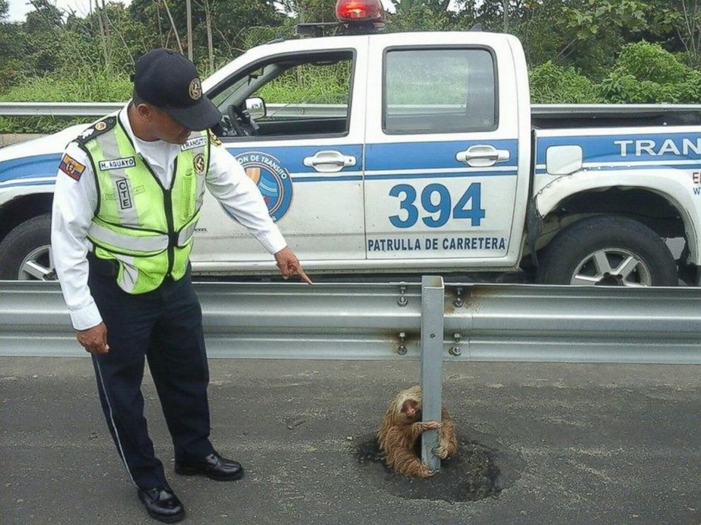 PHOTO: Transportation officers in Los Rios, Ecuador rescued a sloth, Jan. 22, 2015.