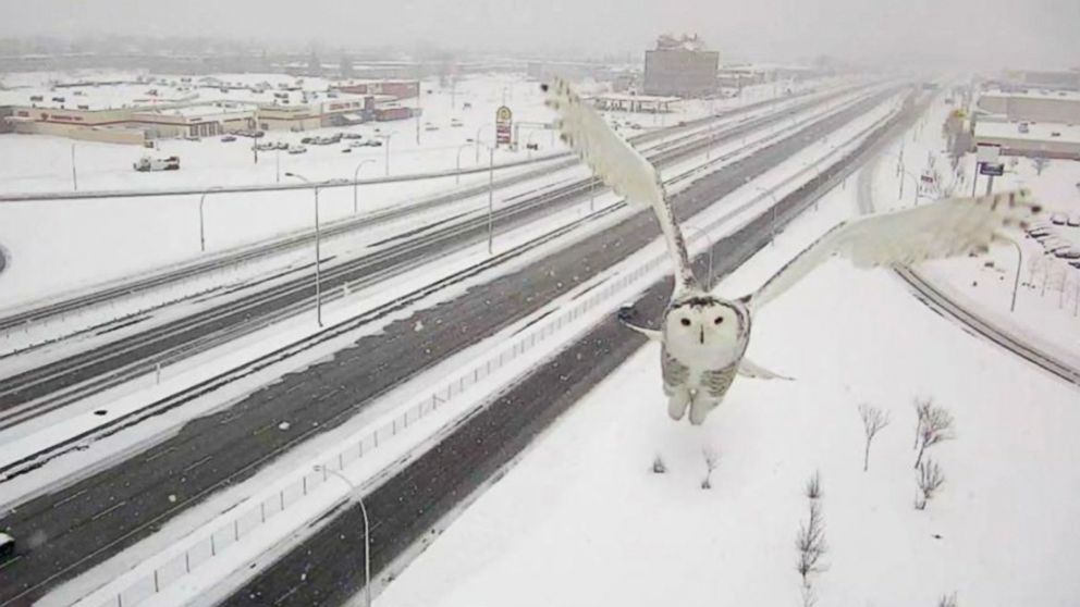 PHOTO:  A Snowy Owl was caught on traffic camera, Jan. 3, 2016, in Montreal.