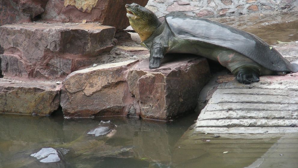The female Yangtze giant softshell turtle is seen basking and the male can be seen in the water.