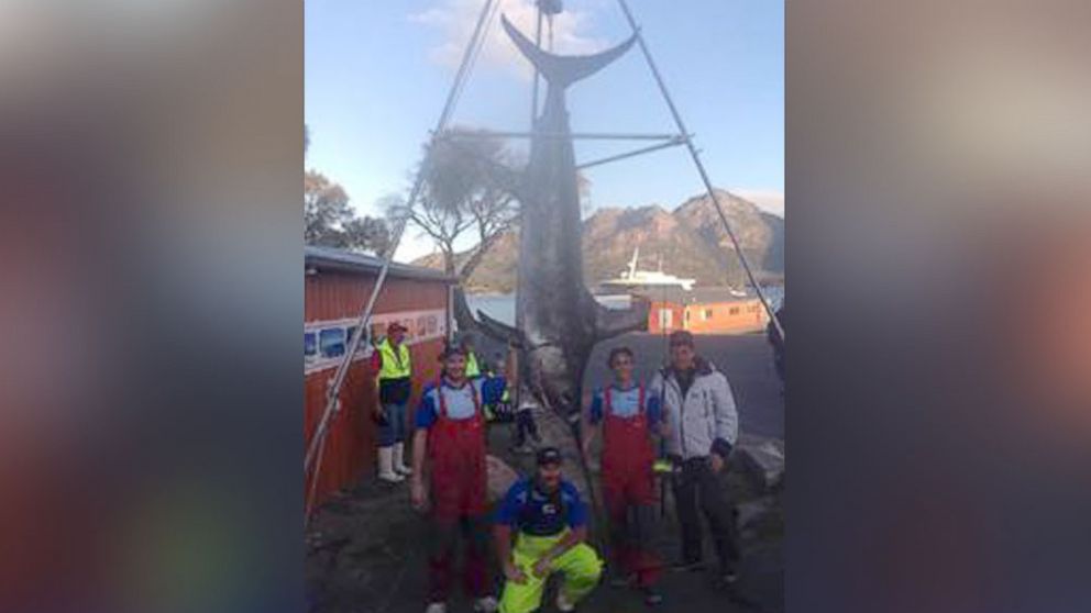 Tasmanian fishermen caught a 580-pound swordfish while competing in the Coles Bay Classic fishing competition in Australia the weekend of March 21, 2015. 