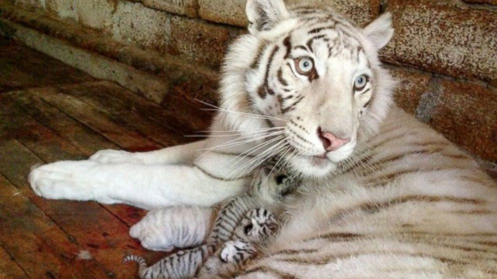 Bengali white tiger cubs get Siberian tiger mother 