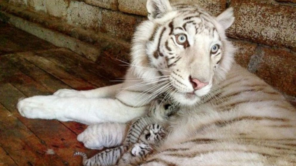 The Yalta Zoo in Crimea, Ukraine shared this image of their beloved white tiger, Tigryulia, and her cubs.