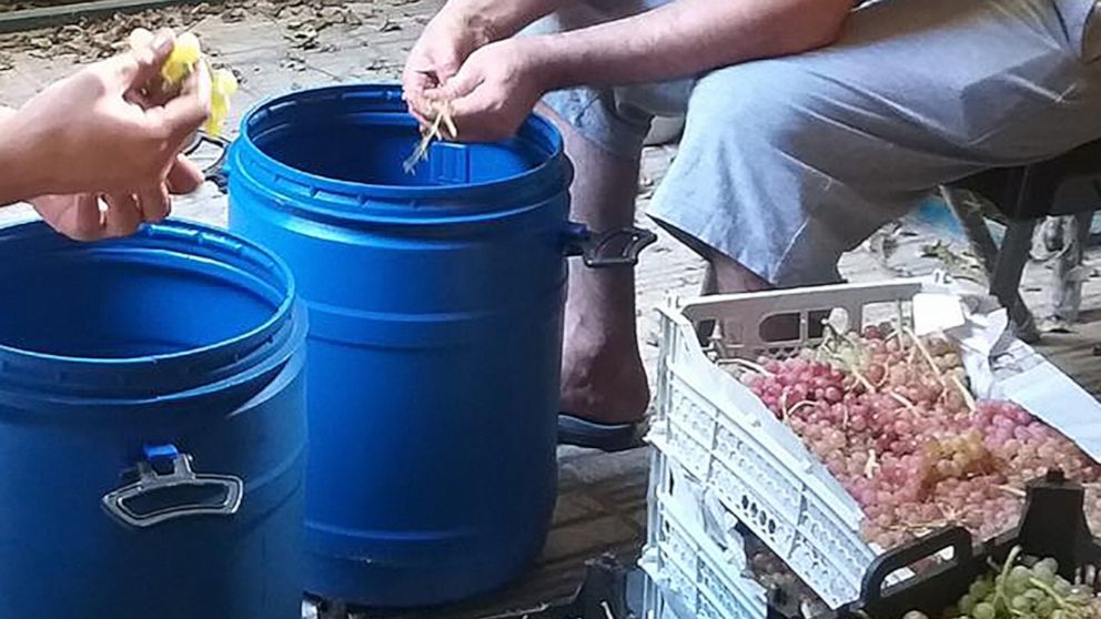 PHOTO: Friends gathering in Tehran to take grape berries off the shoot and rachis and make them ready for juicing at home for winemaking, May 2022.