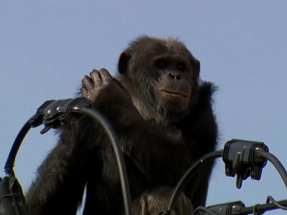 Chimpanzee Escapes Zoo in Japan Leads Police on 2 Hour Chase