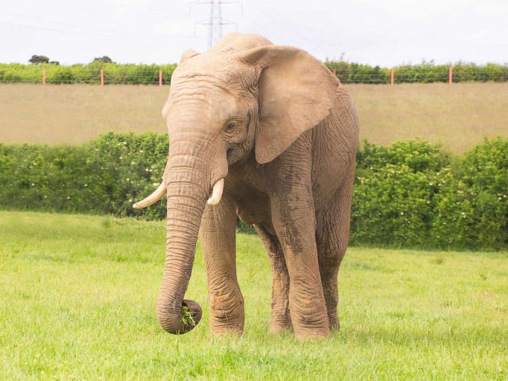 PHOTO: M'Changa, a 12-year-old bull elephant who lived at Noah's Ark Zoo Farm in Wraxall, England, was killed in an attack launched by another bull elephant in the early morning hours of June 18, 2021.