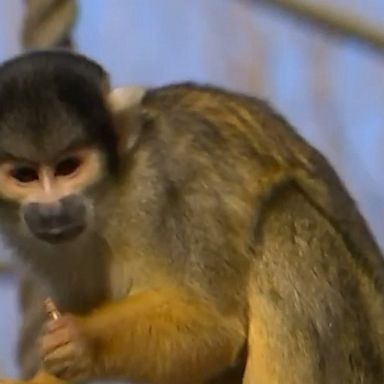 Squirrel monkeys at the London Zoo were given special treats in heart-decorated, drawstring bags filled with their favorite snack—mealworms.