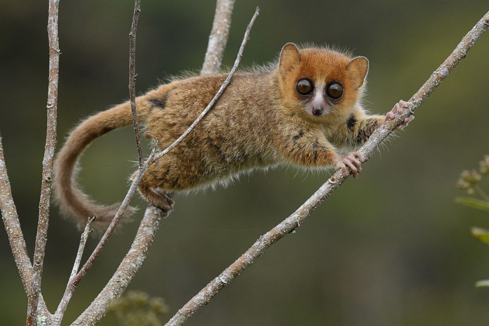 PHOTO: A Brown Mouse Lemur is seen in Ranomafana National Park, Madagascar.