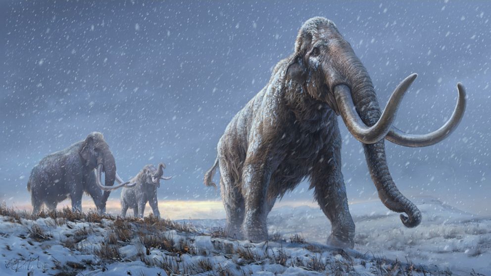 PHOTO: The illustration represents a reconstruction of the steppe mammoths that preceded the woolly mammoth, based on the genetic knowledge we now have from the Adycha mammoth.