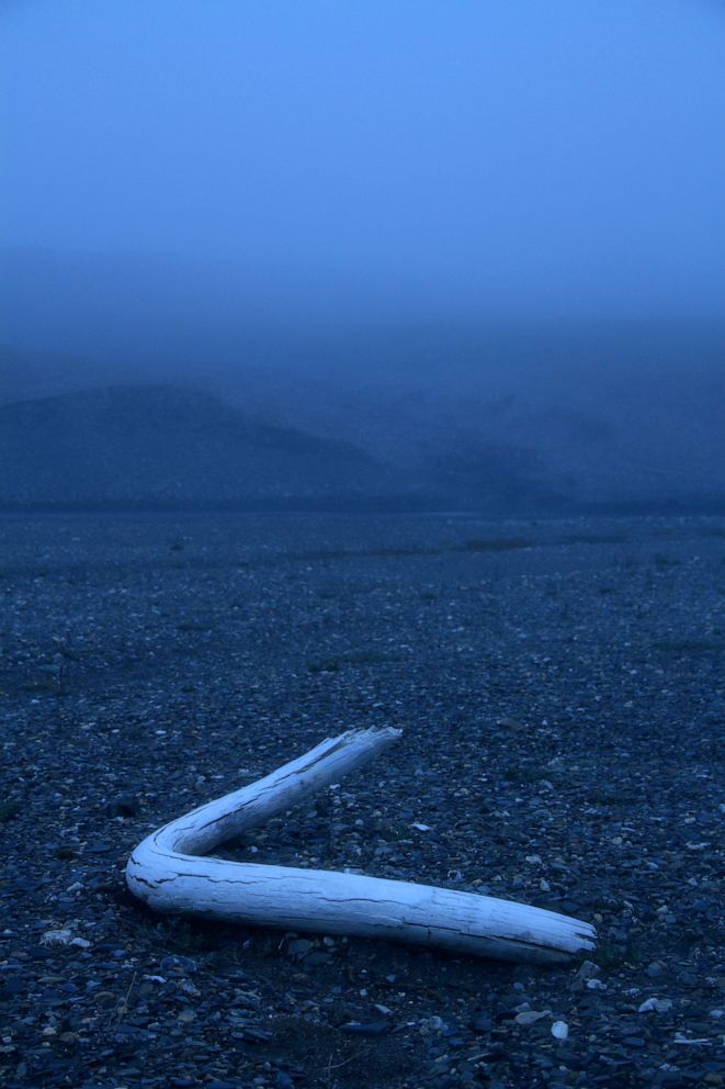 PHOTO: A tusk from a woolly mammoth discovered in a creek bed on Wrangel Island in 2017.