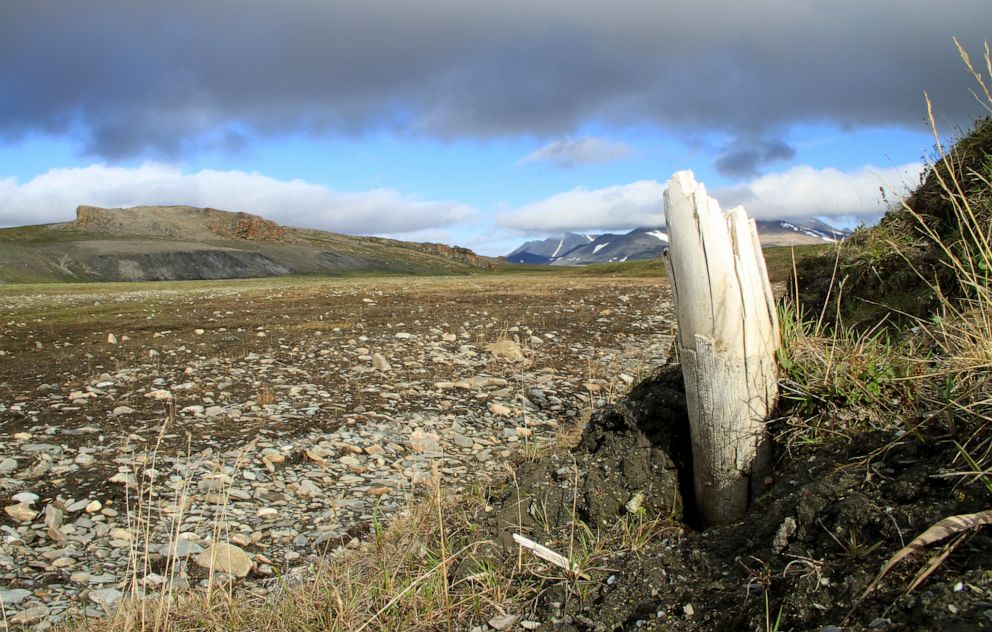 PHOTO: Woolly mammoth tusk emerging from permafrost on central Wrangel Island, located in northeastern Siberia.