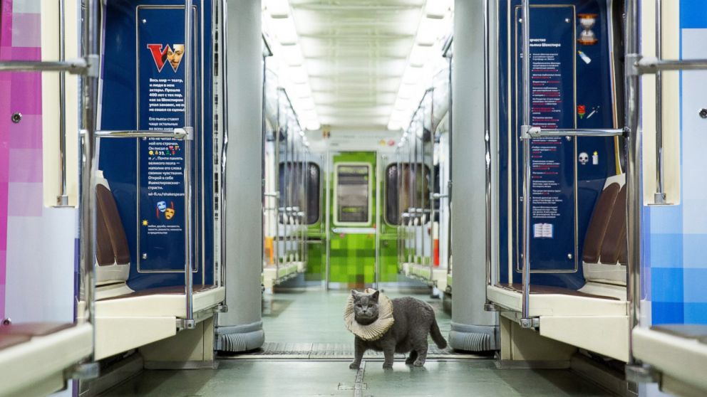 A British Shorthair cat in a car of a train marking the 400th anniversary of William Shakespeare's death put into service on the Arbatsko-Pokrovskaya Line of the Moscow Metro as part of the UK-Russia Year of Language and Literature and the "Poetry on the Metro" project, Oct. 12, 2016.