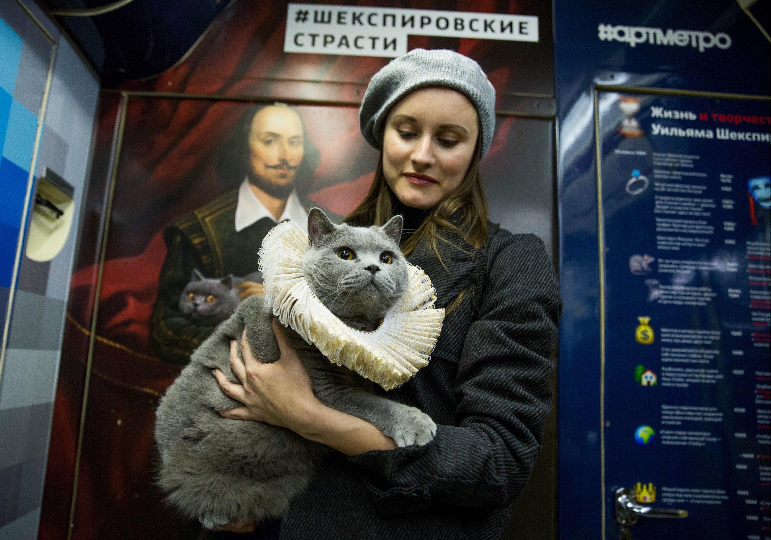 PHOTO: A British Shorthair cat in a car of a train marking the 400th anniversary of William Shakespeare's death put into service on the Arbatsko-Pokrovskaya Line of the Moscow Metro, Oct. 12, 2016.