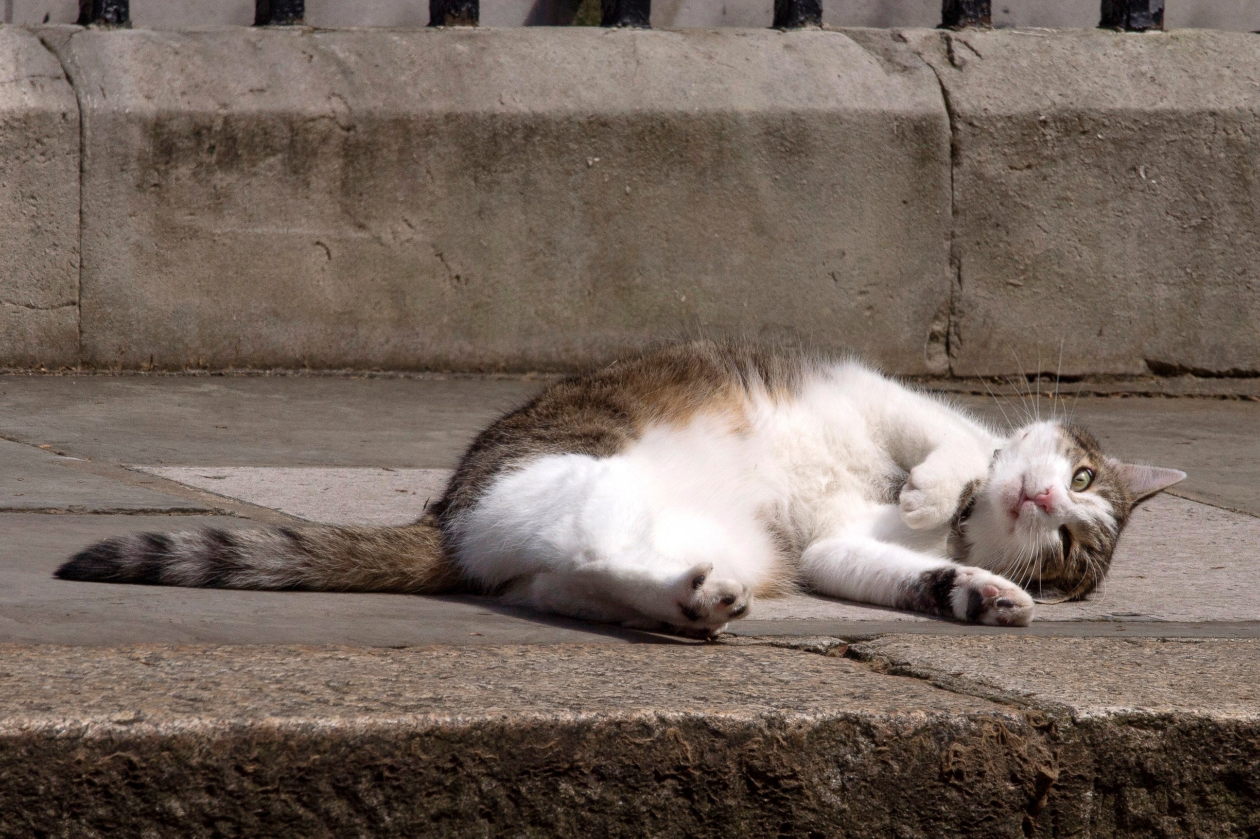 PHOTO: Larry the Cat takes it easy on Downing Street.