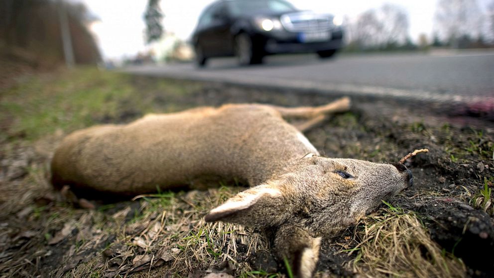 A dead deer lies on the side of an A-Road near Scharfenberg, Germany, March 20, 2011.