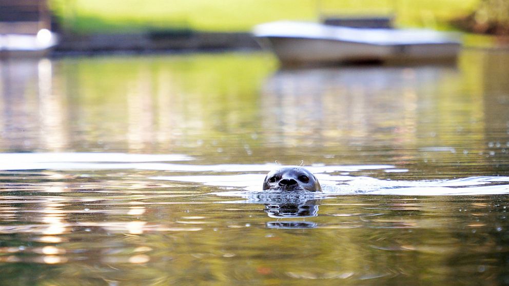 Seal Zola swims in Schwanensee Lake at the zoo in Karlsruhe, Germany, Aug. 29, 2013. 
